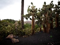 Oasis Park Fuerteventura DekaDeEs  (225)  OASIS PARK Fuerteventura 2016 fot. DeKaDeEs/Kroniki Poznania © ®